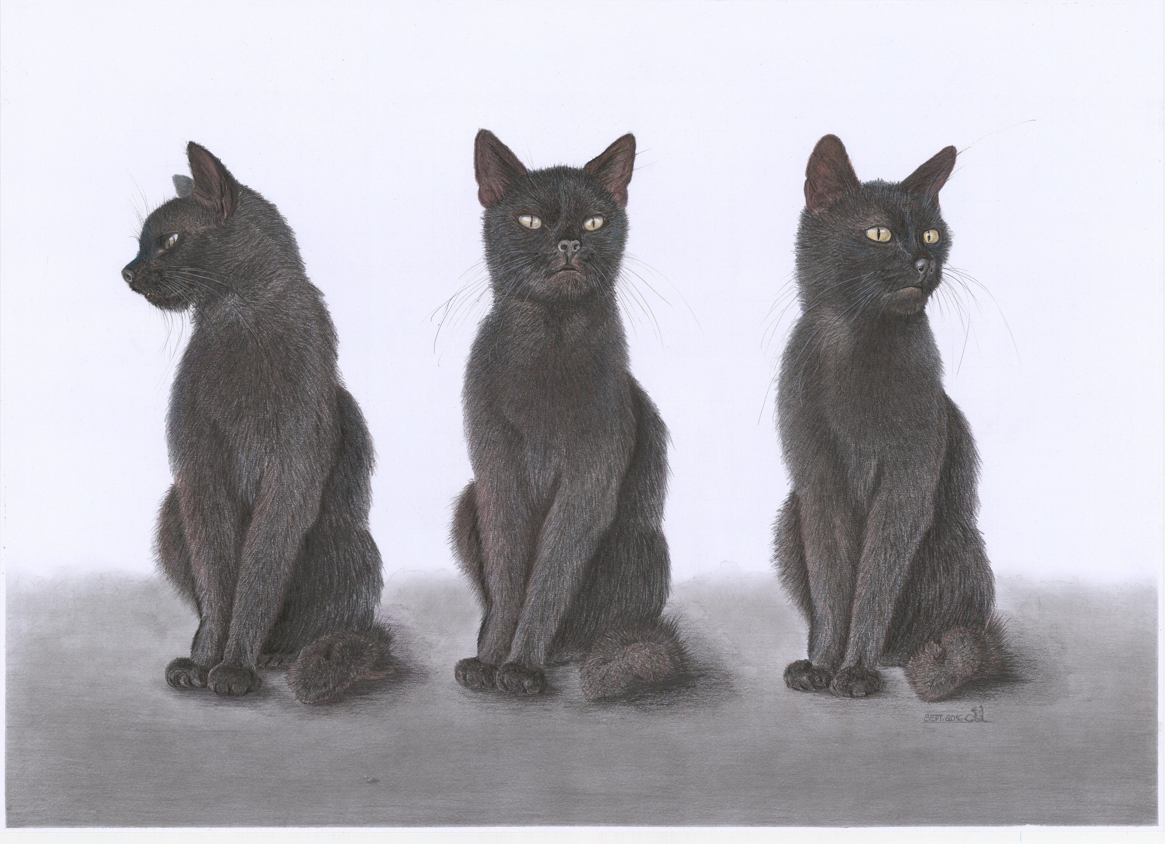 Zweite, farblich etwas kühlere Fassung derselben Farbstiftzeichnung dreier schwarzer Katzen
