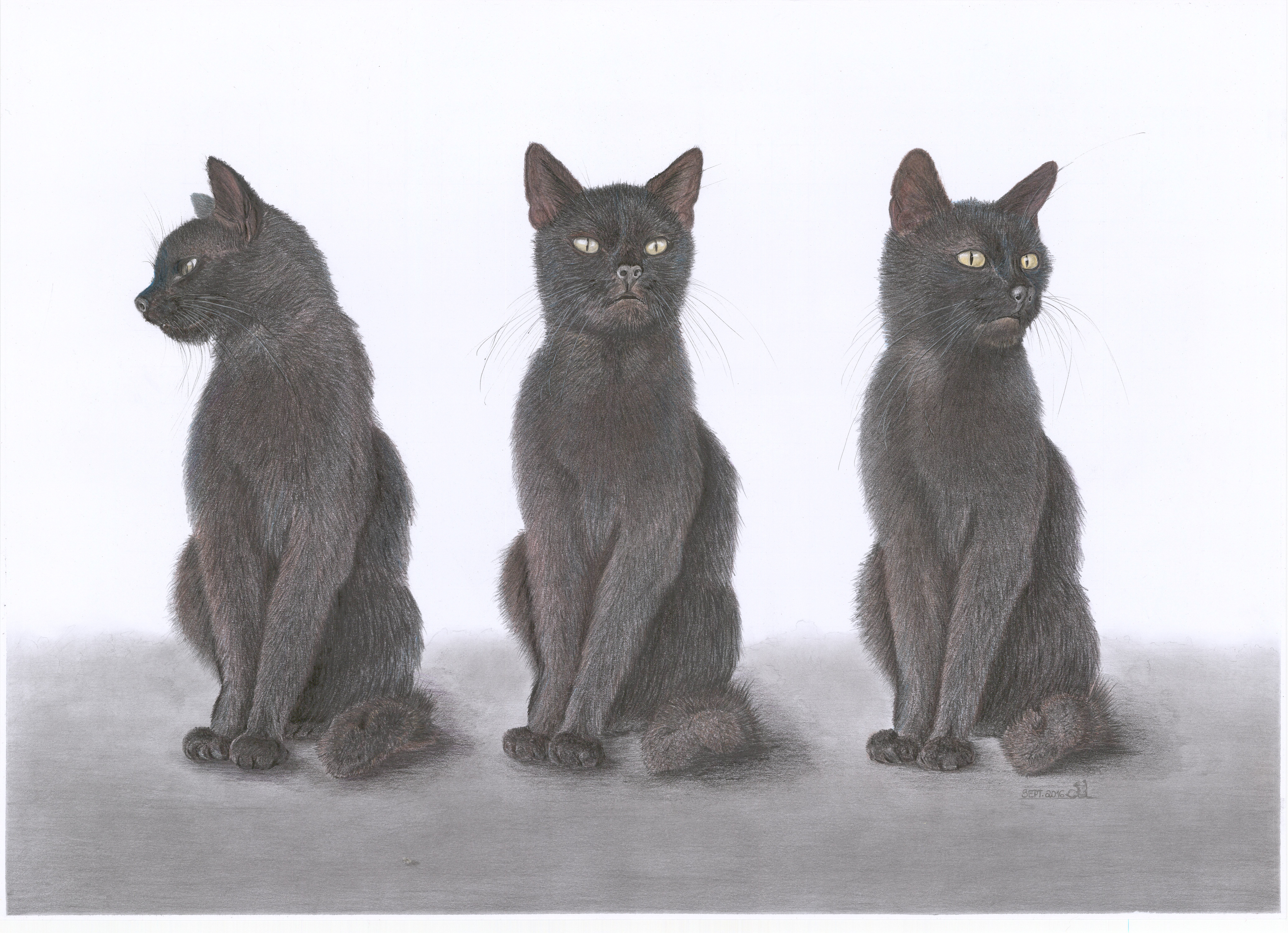 Farbstiftzeichnung von drei sitzenden schwarzen Katzen nebeneinander vor grauem Untergrund; die linke im Profil, die mittlere und rechte blicken frontal bzw. seitlich in die Kamera