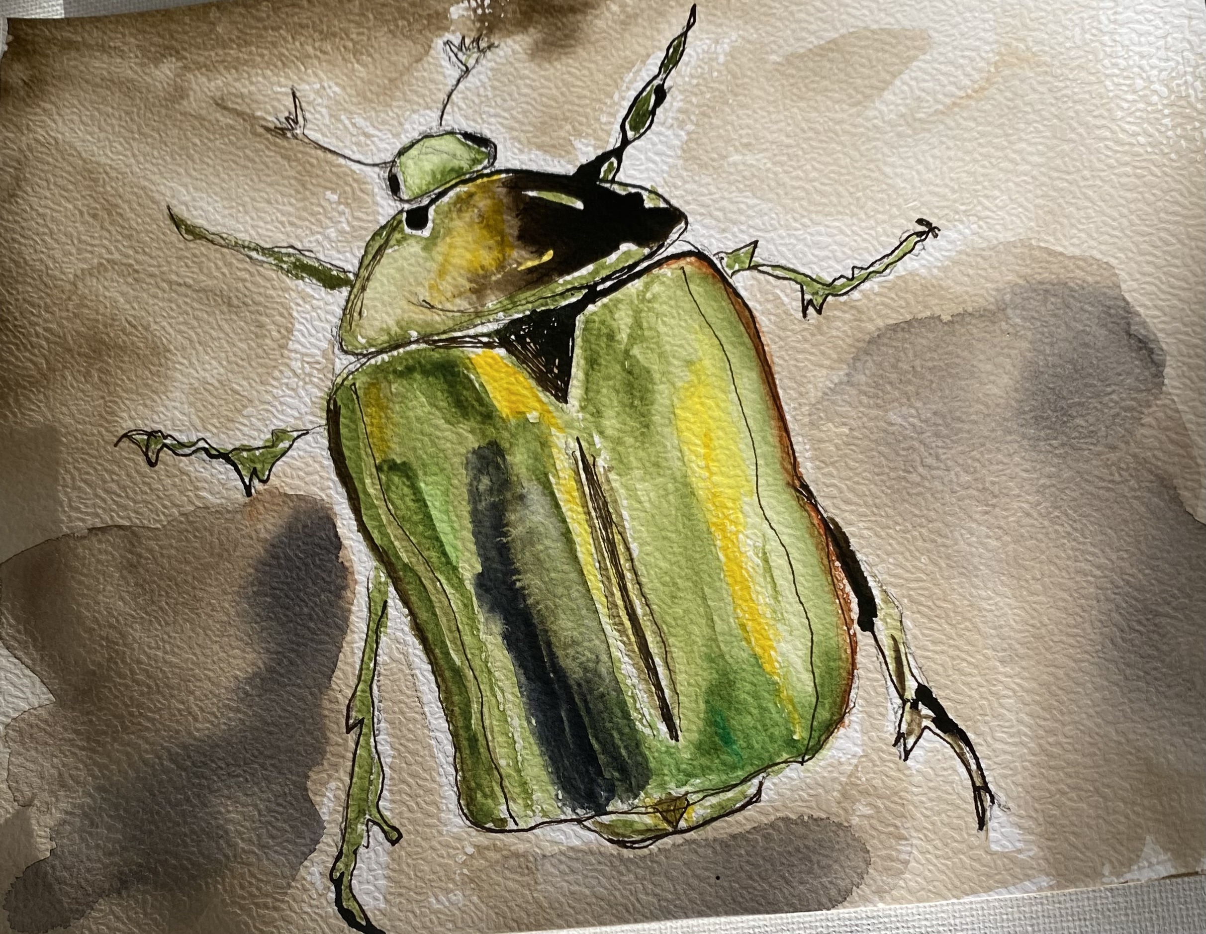 Käfer