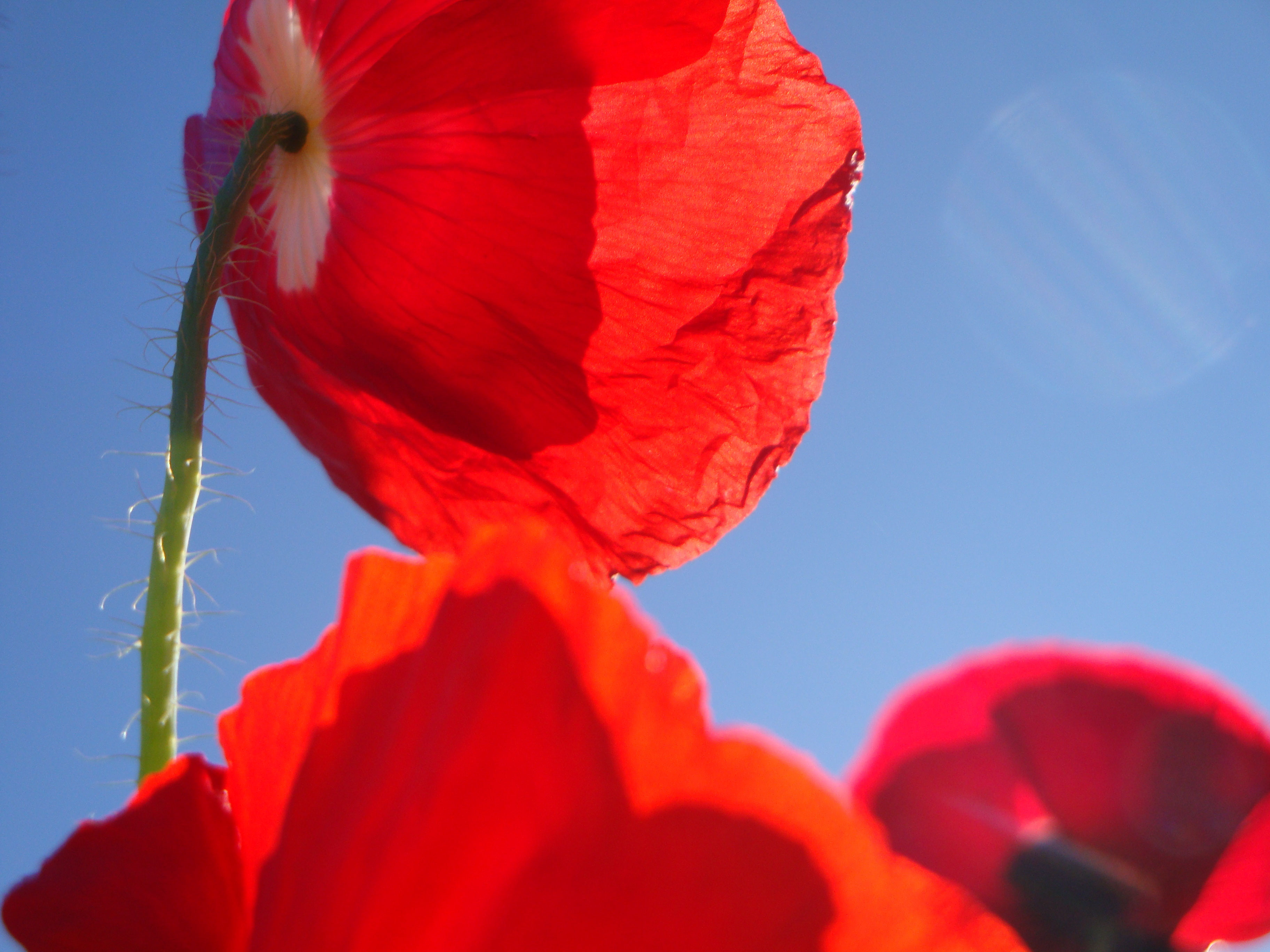 Nahaufnahme einer roten Mohnblüte