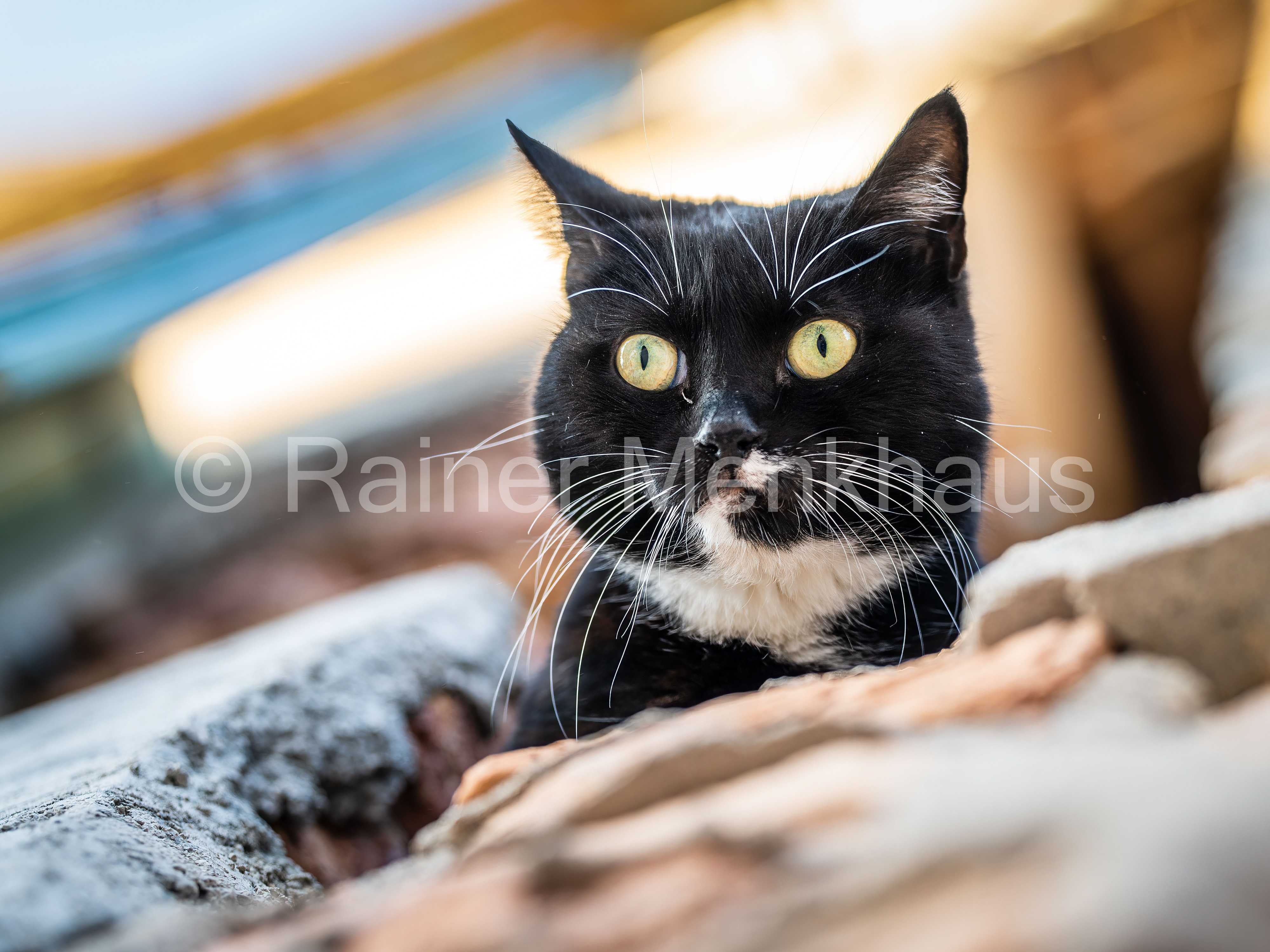Schwarz-weiß getigerte Katze, die neben Büchern liegt und in die Kamera blickt