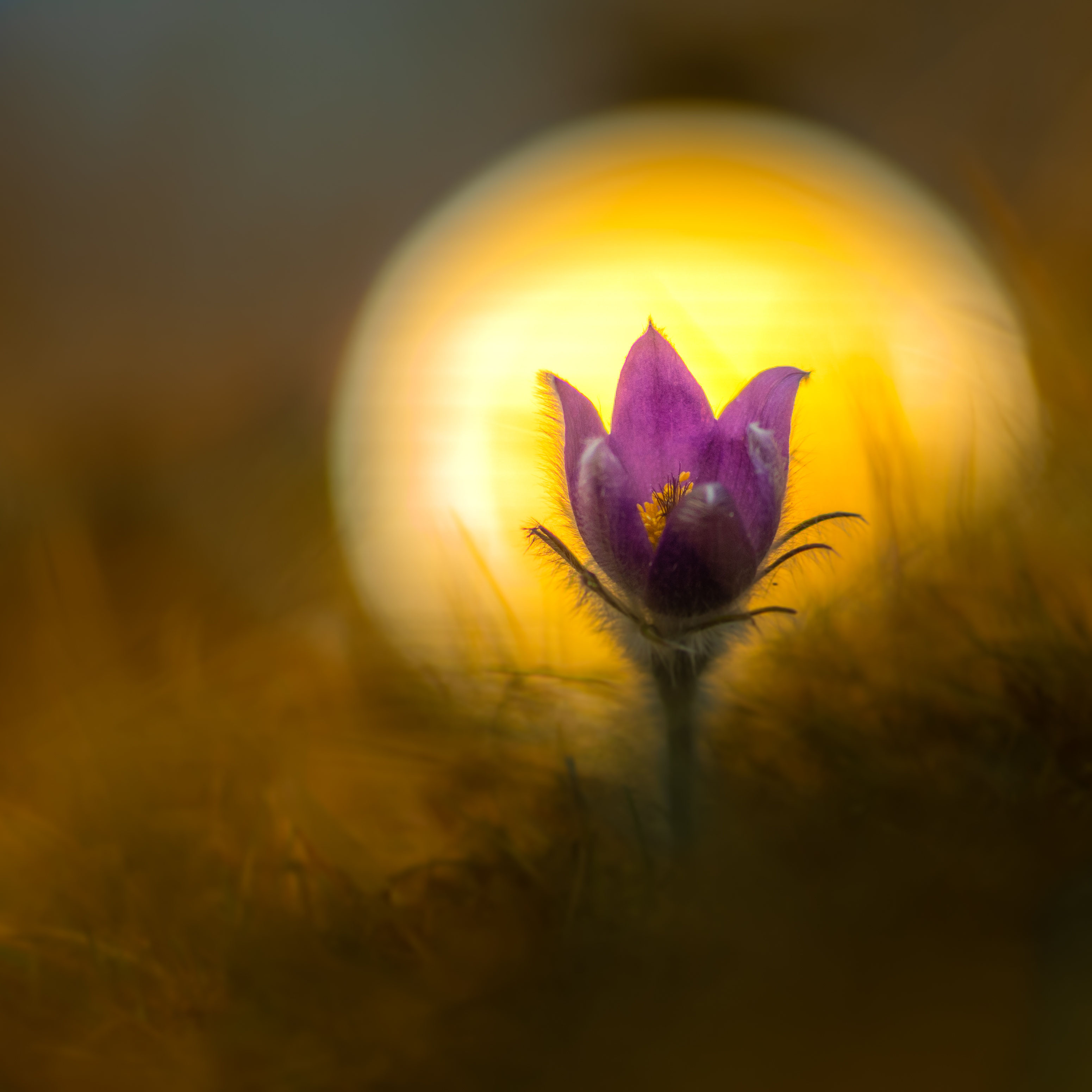 Violette Blüte im Gegenlicht vor einer runden, goldgelben Sonnenscheibe