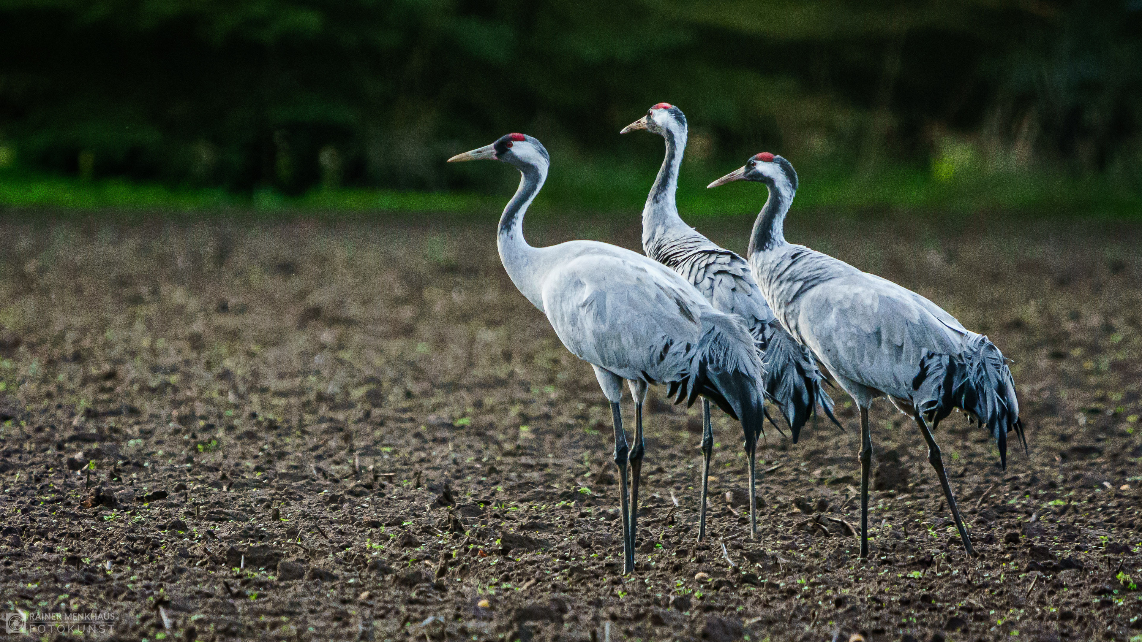 Zwei Kraniche stehen auf steinigem Untergrund vor grüner Wiese