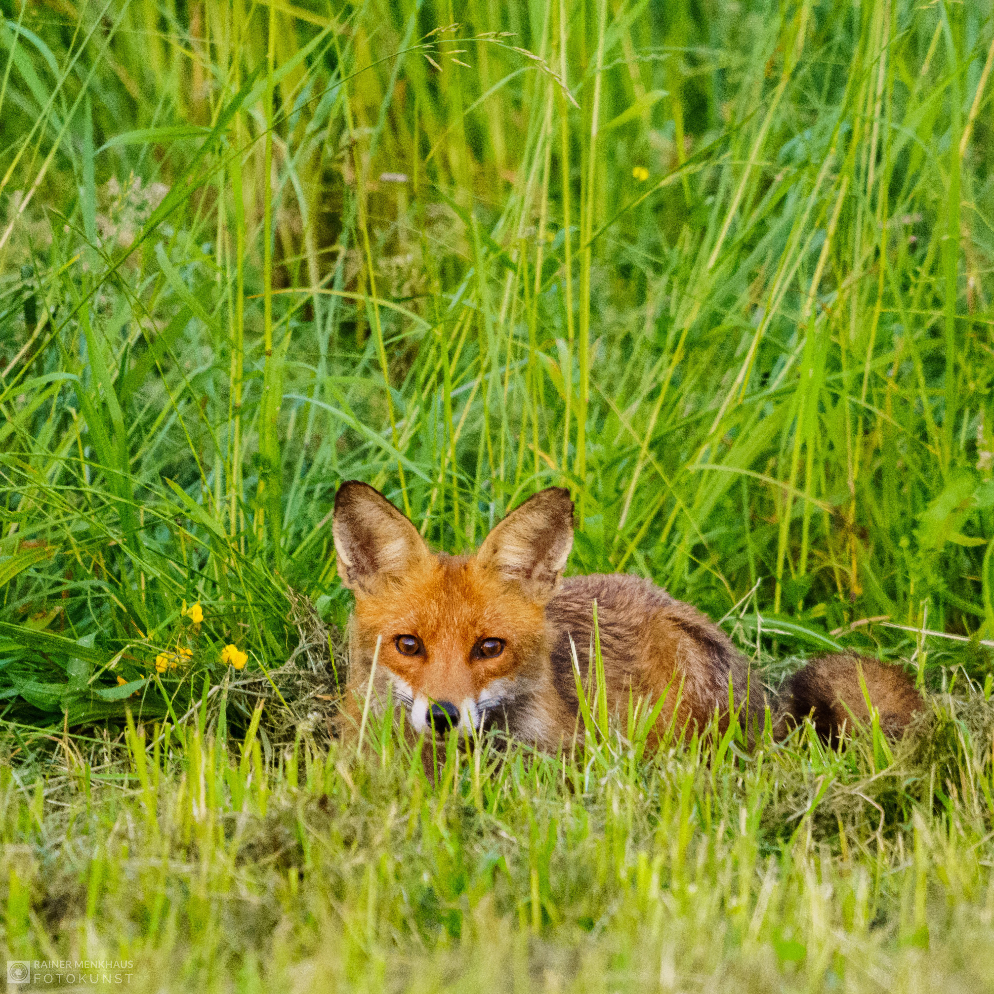Fuchs liegt im hohen grünen Gras und blickt in die Kamera